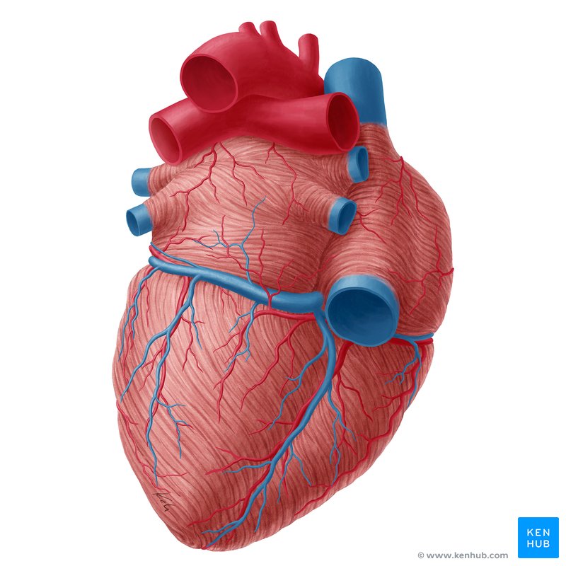 Illustration showing a blocked heart artery causing restricted blood flow to the heart